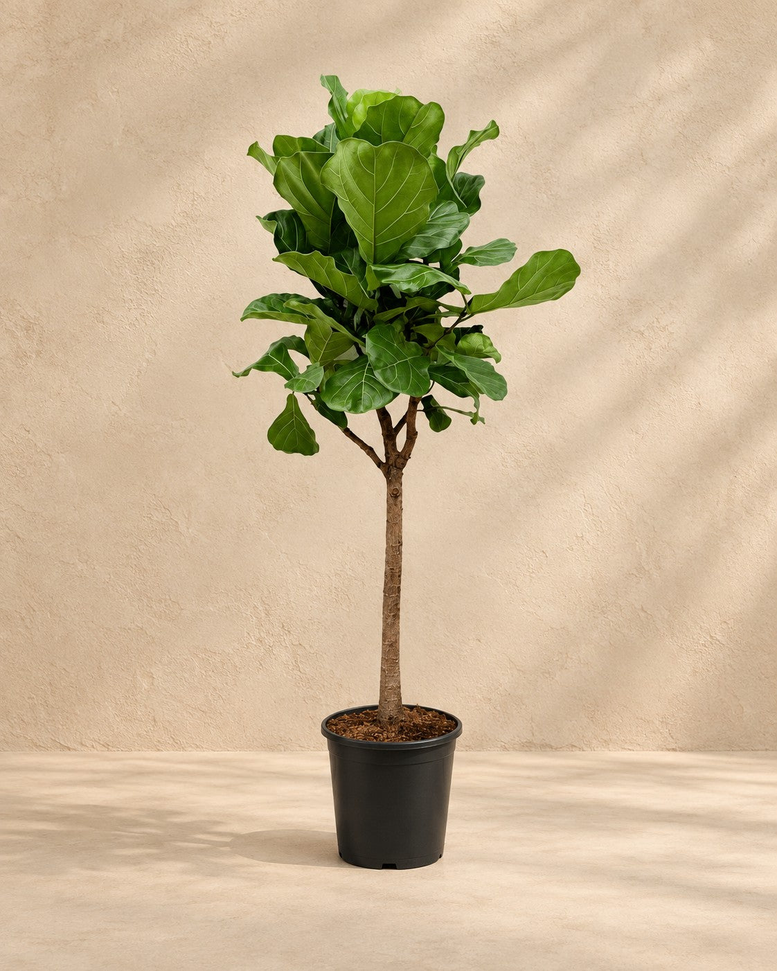Ficus lyrata van 180 cm hoog in kweekpot van 30 cm