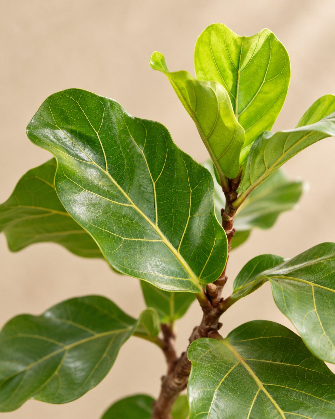 Close-up van het blad van de Ficus lyrata