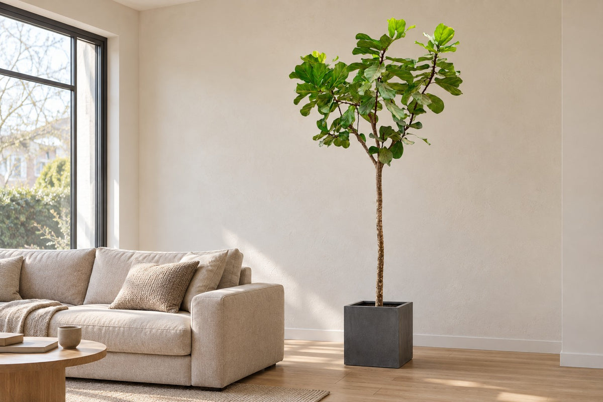 Ficus lyrata, 270 cm, in vaso Block Grey in un soggiorno luminoso