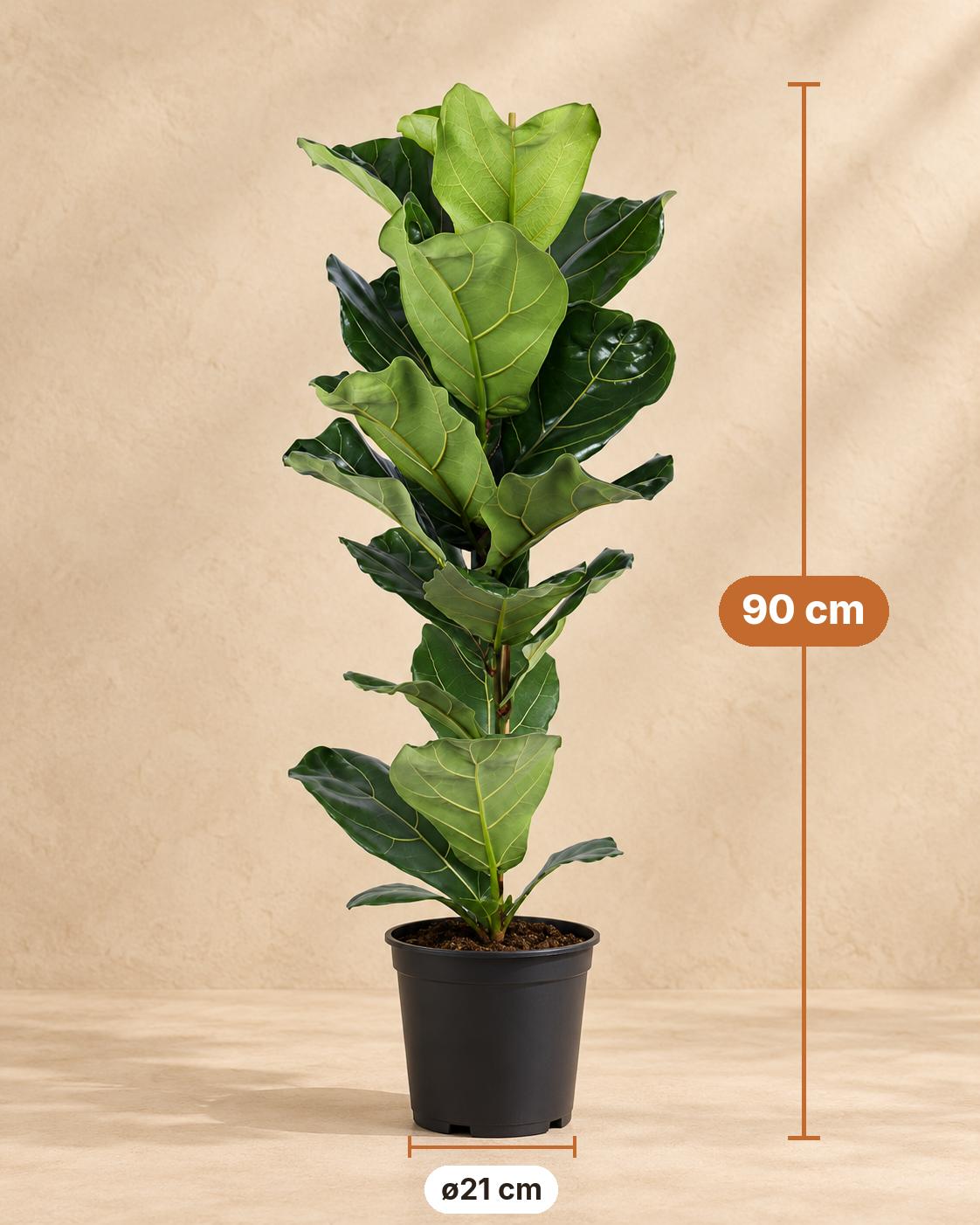 Geigenfeige 90 cm hoch, Topf ø21 cm