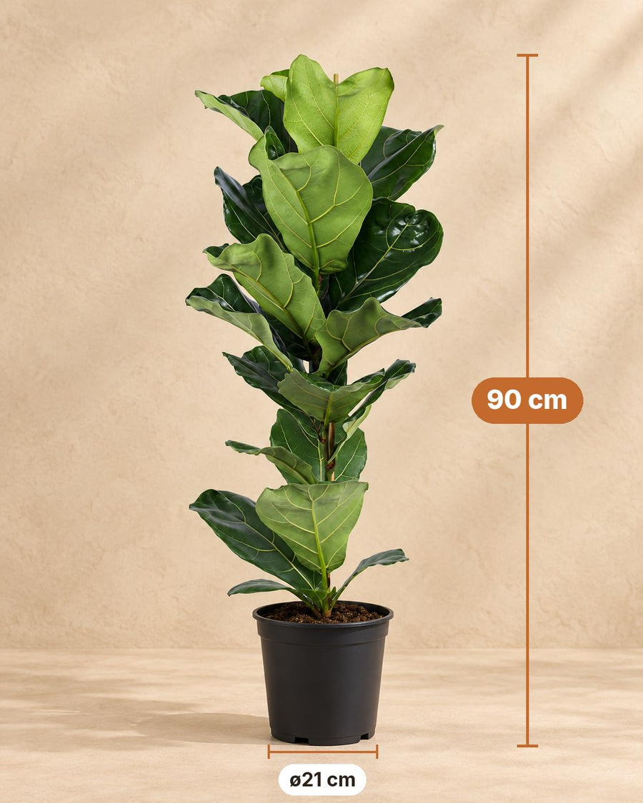 Geigenfeige (Ficus lyrata) 90 cm hoch, Topf ø21 cm