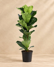 Geigenfeige 90 cm hoch, Topf ø21 cm
