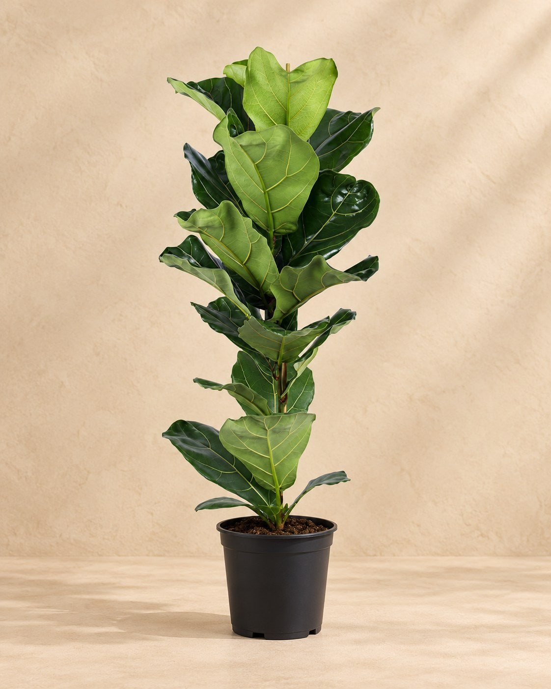 Geigenfeige 90 cm hoch, Topf ø21 cm