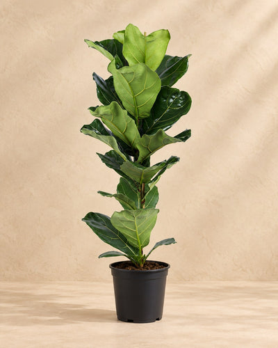 Geigenfeige 90 cm hoch, Topf ø21 cm