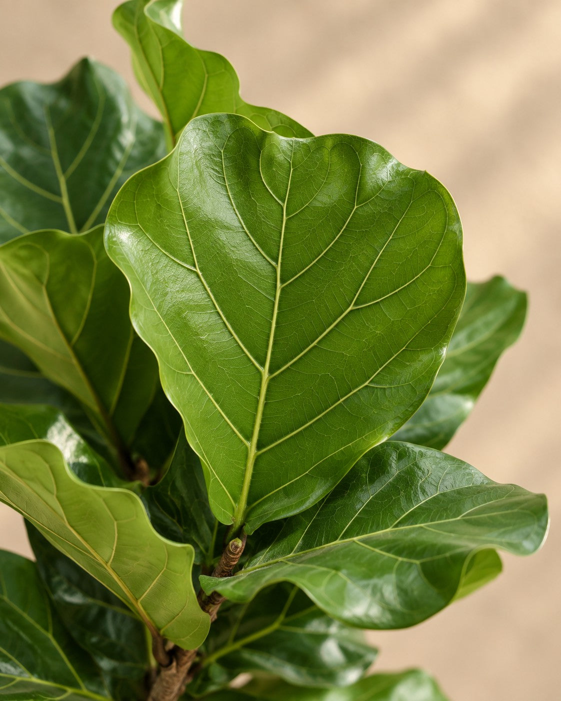 Close-up van het blad van de Ficus lyrata