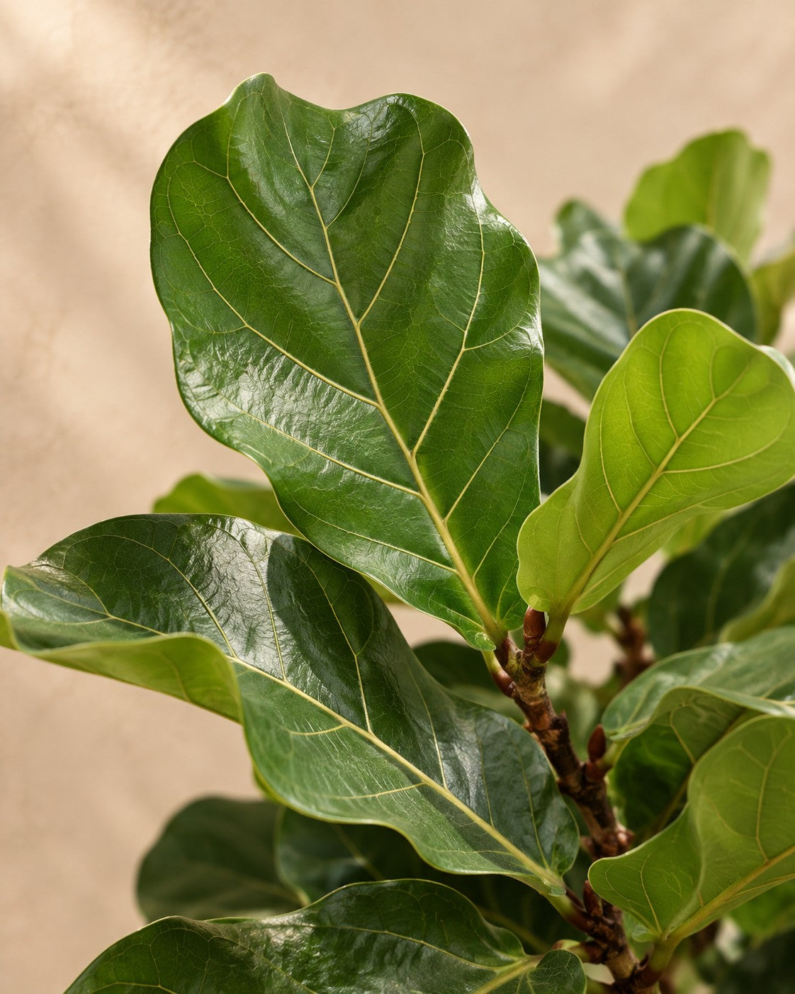 Close-up van het blad van de Ficus lyrata boom XXXL