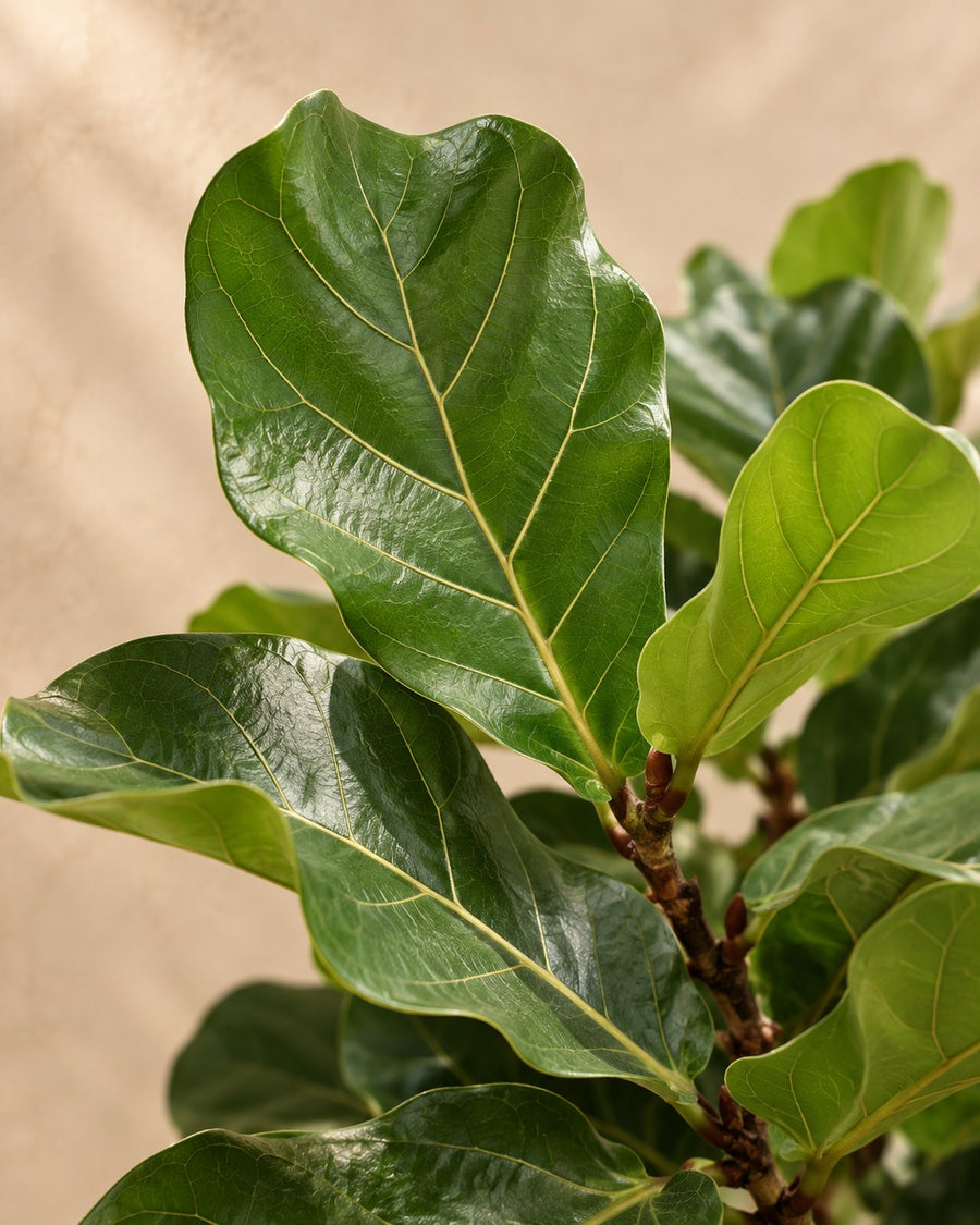 Ficus lyrata boom XXXL (vioolblad ficus) 230 cm hoog, pot ø42 cm