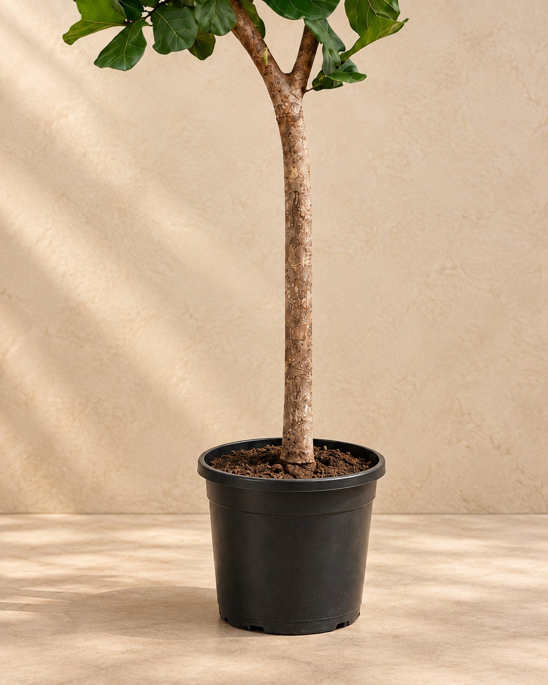Onderste deel van de Ficus lyrata boom XXXL met de kweekpot