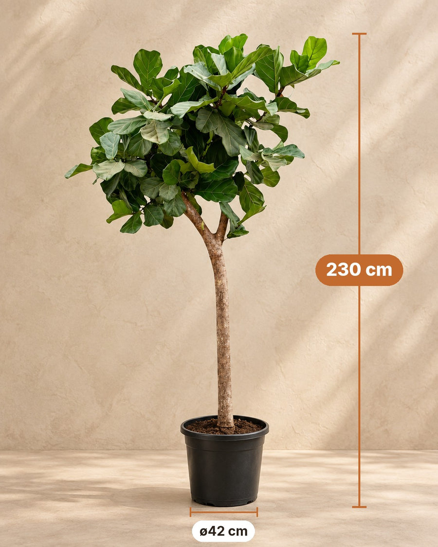Ficus lyrata boom XXXL (vioolblad ficus) 230 cm hoog, pot ø42 cm
