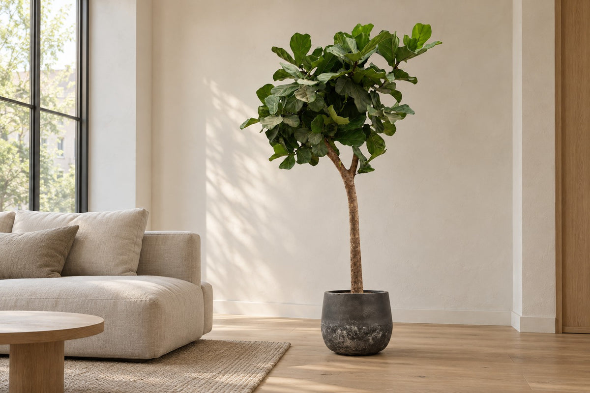 Ficus lyrata boom XXXL van 230 cm in sierpot Elisa Mystic Earth in een lichte woonkamer