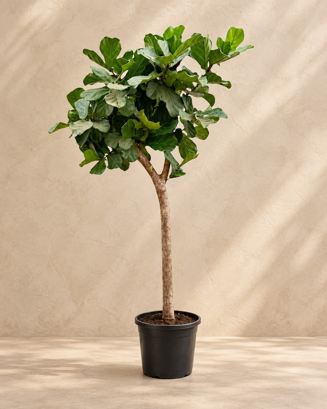 Ficus lyrata arbre XXXL, 230 cm de haut en pot de culture de 42 cm