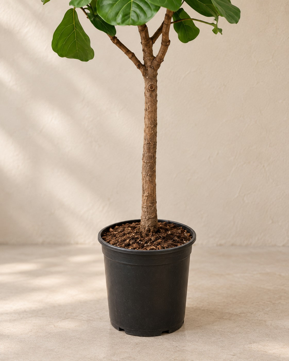 Parte inferior de Ficus lyrata con su maceta de cultivo