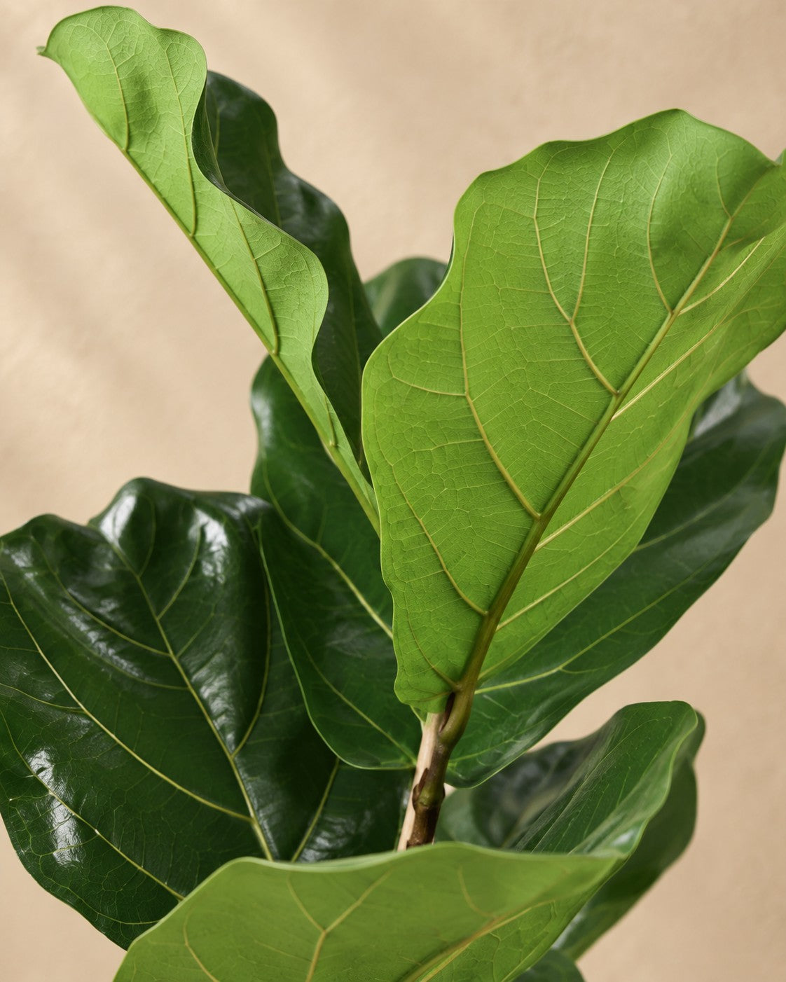 Närbild på bladen hos Ficus lyrata buske
