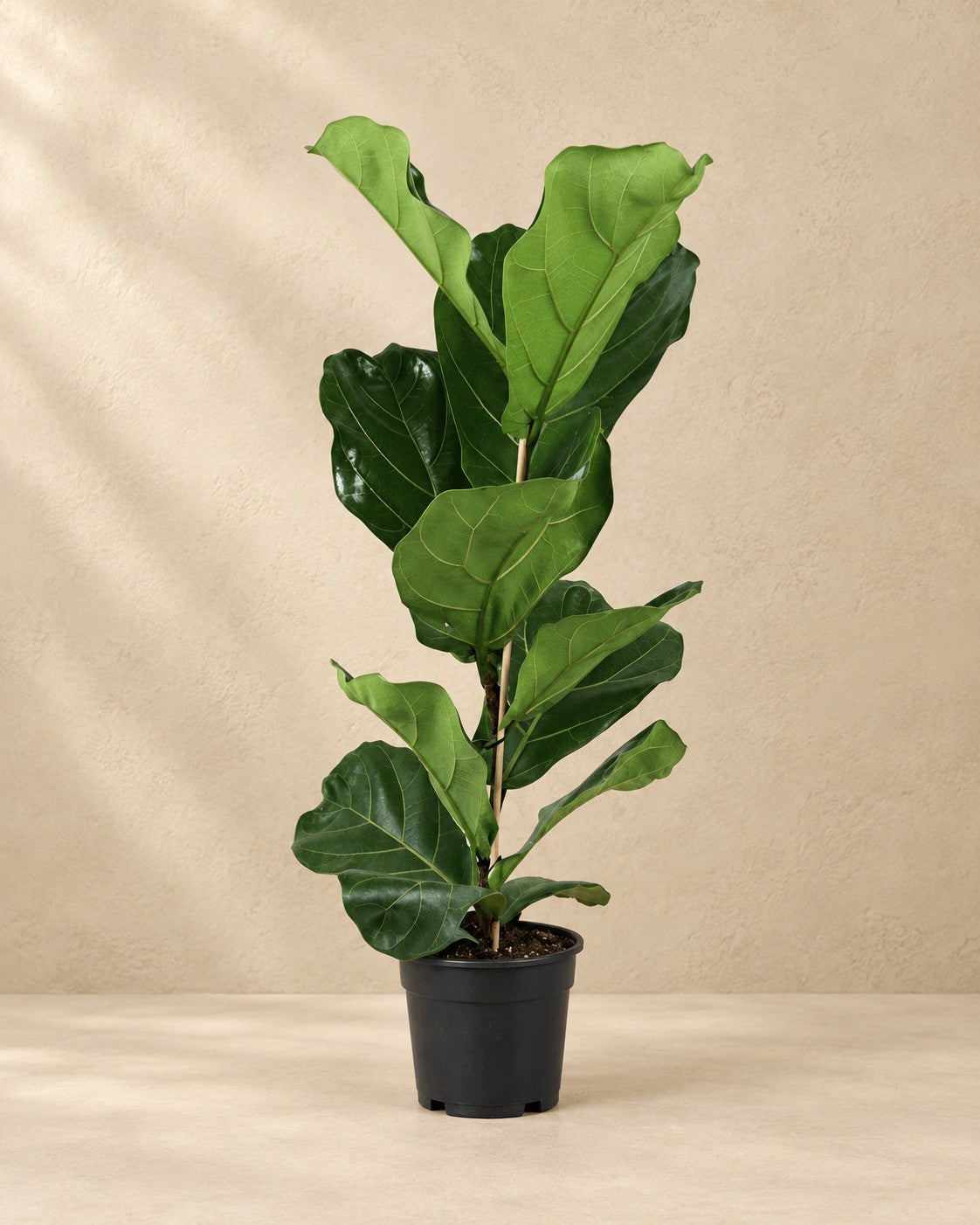 Ficus lyrata buske, 80 cm hög i en 17 cm odlingskruka