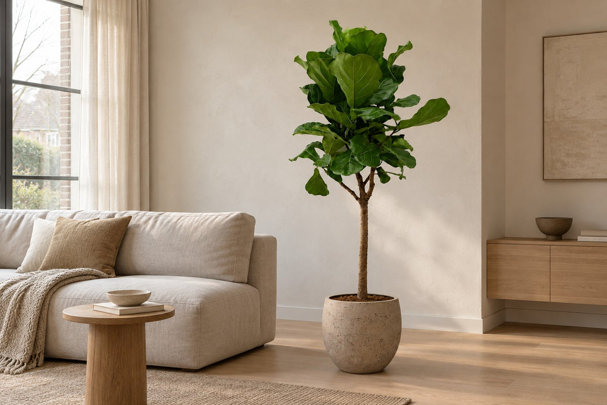 Ficus lyrata, 180 cm, en macetero Orb Grey Washed en un salón luminoso