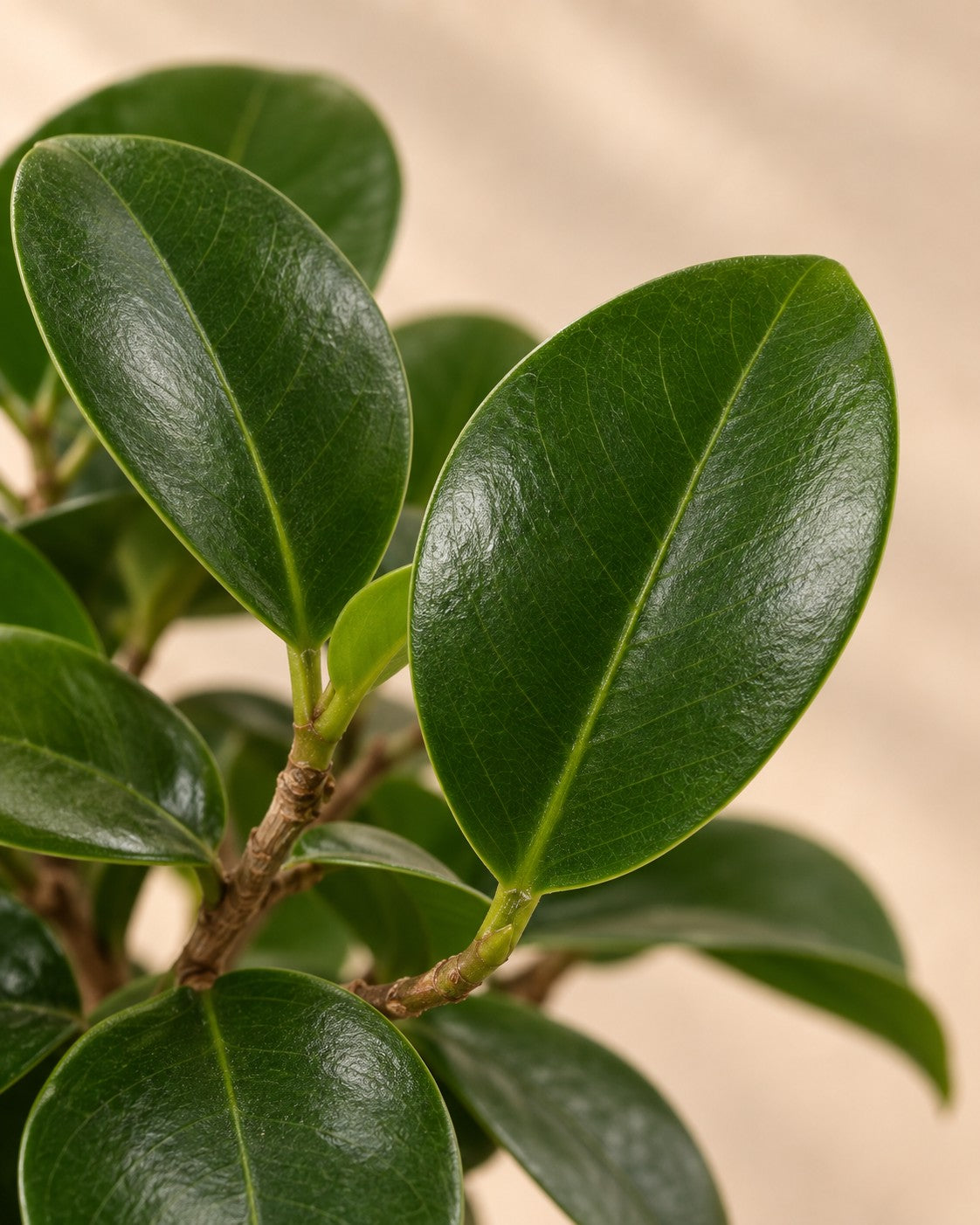 Close-up van het blad van de Ficus microcarpa 'Ginseng'
