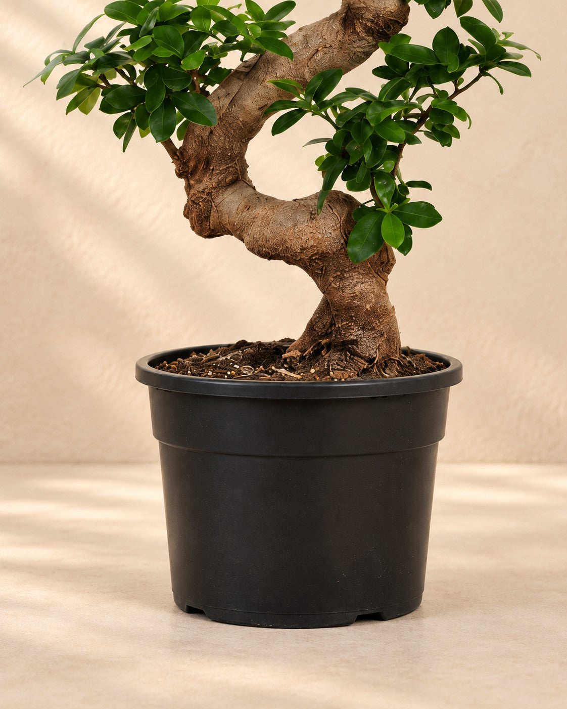 Onderste deel van de Ficus microcarpa 'Ginseng' met de kweekpot
