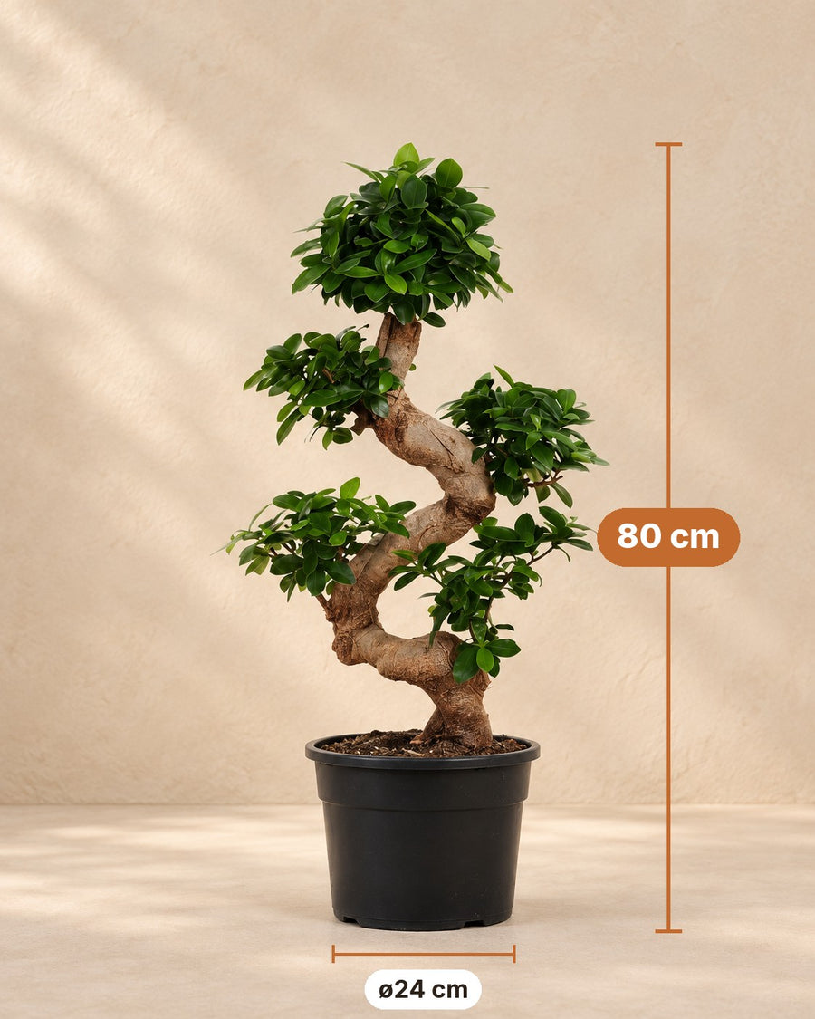 Ficus microcarpa 'Ginseng' 80 cm hoog, pot ø24 cm