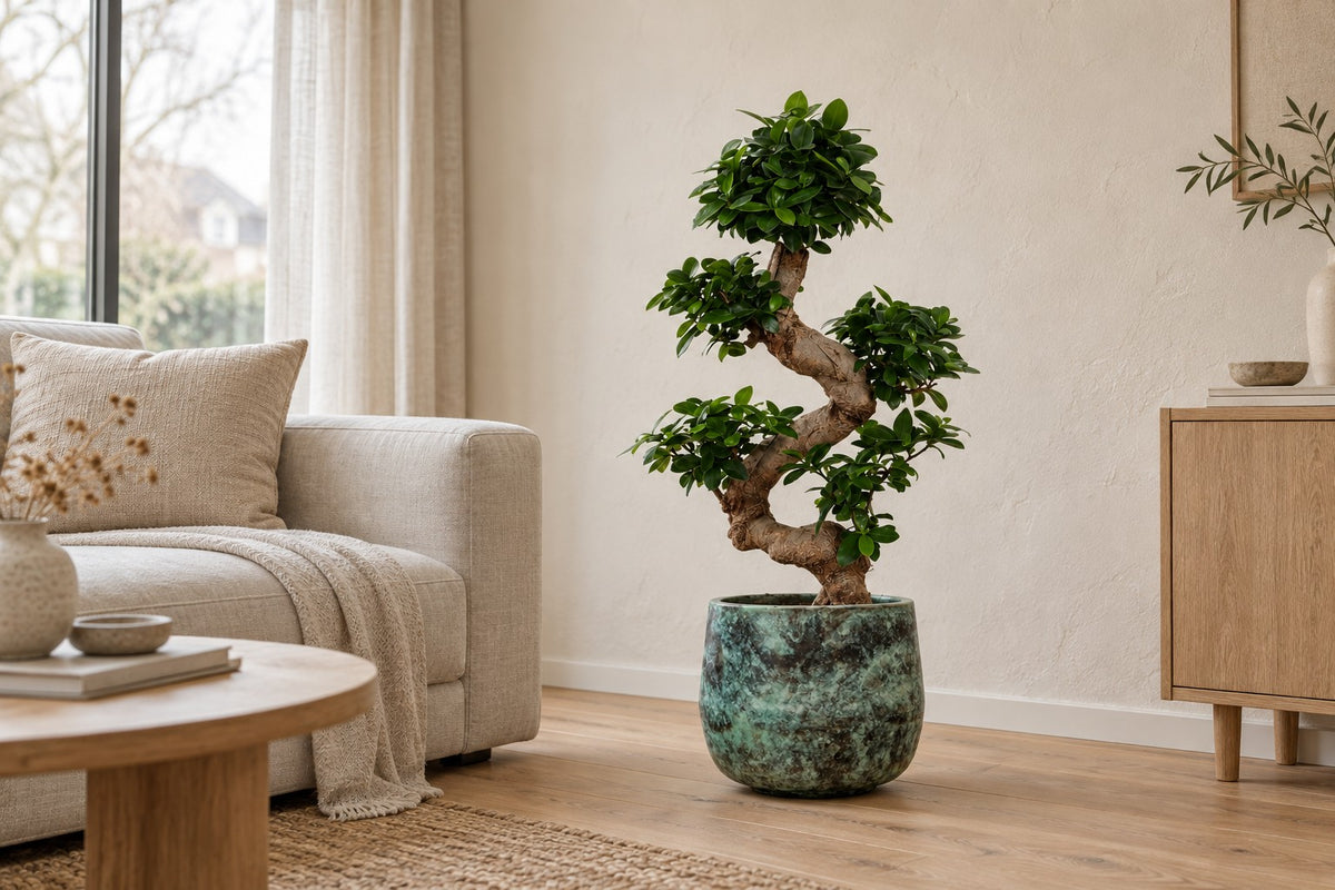 Ficus microcarpa 'Ginseng' van 80 cm in sierpot Elisa Mystic Green in een lichte woonkamer