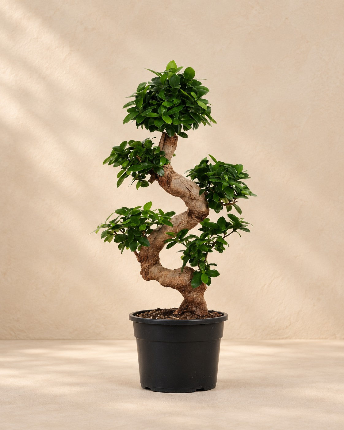 Ficus microcarpa 'Ginseng' van 80 cm hoog in kweekpot van 24 cm