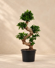 Ficus microcarpa 'Ginseng' van 80 cm hoog in kweekpot van 24 cm