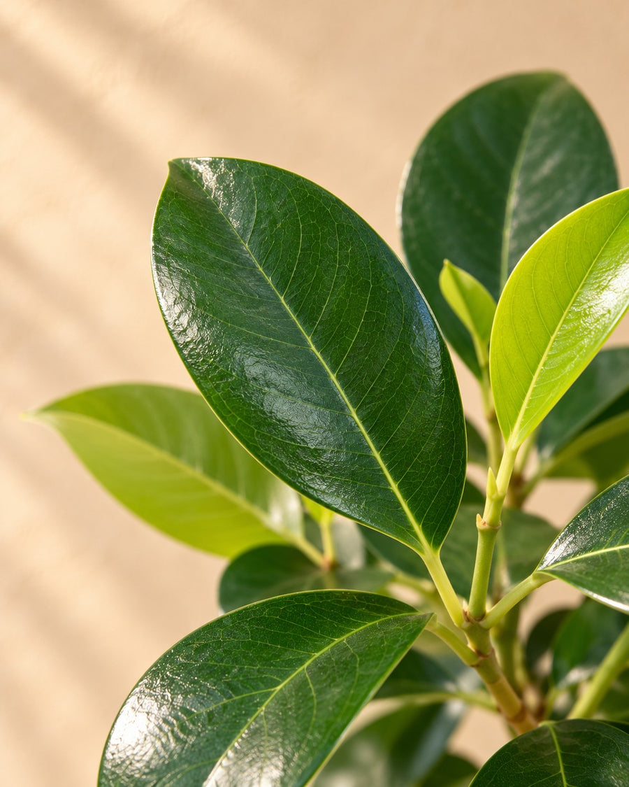 Ficus microcarpa 'Nitida' ad alberello 130 cm di altezza, vaso ø30 cm
