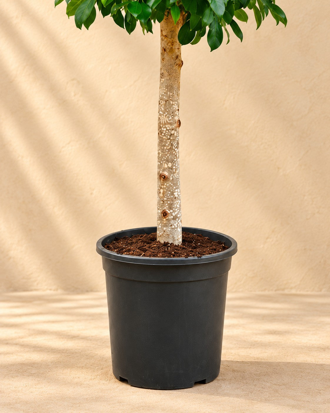 Parte bassa di Ficus microcarpa 'Nitida' ad alberello con il vaso di coltivazione