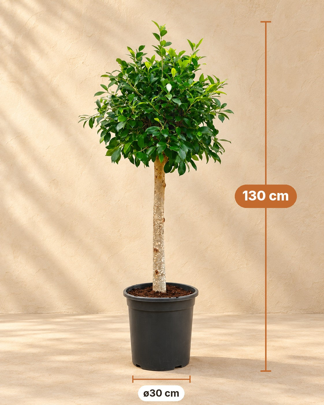 Dimensioni Ficus microcarpa 'Nitida' ad alberello: altezza 130 cm, vaso ø30 cm