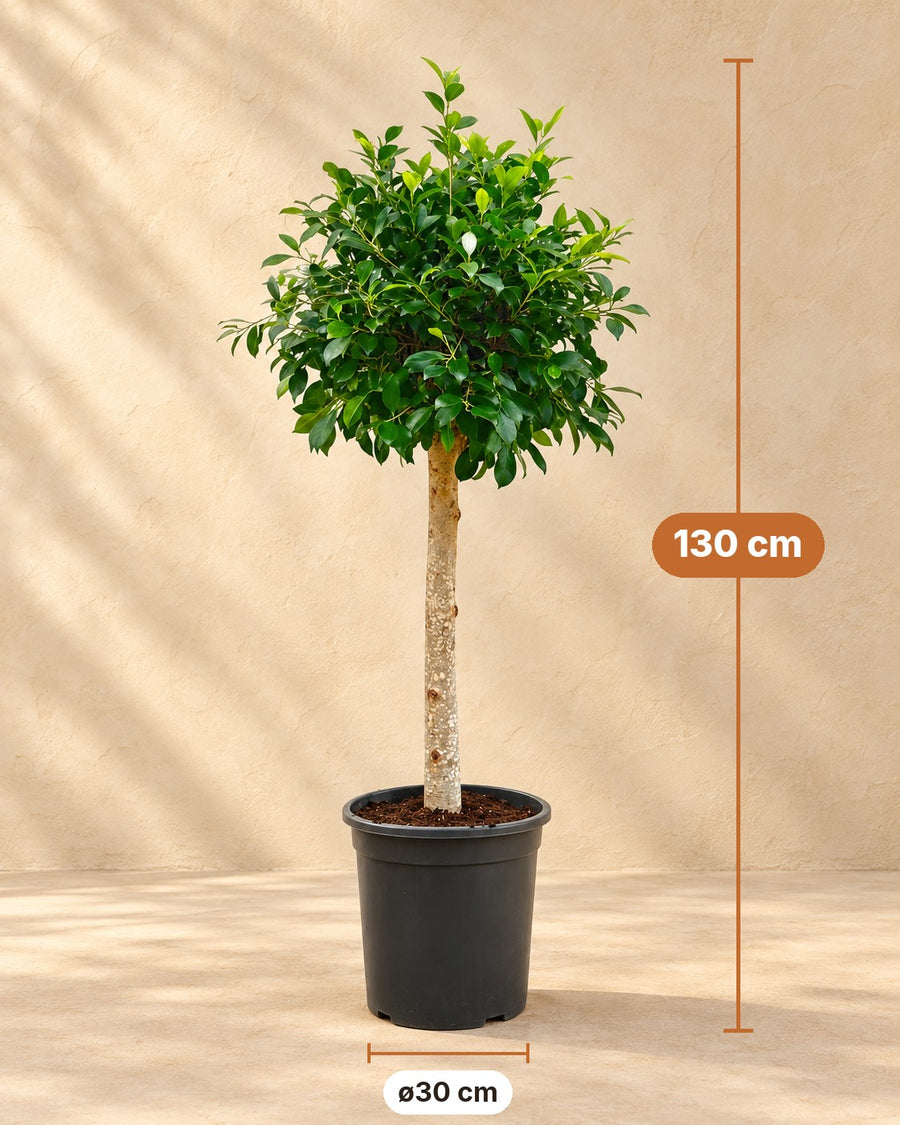 Ficus microcarpa 'Nitida' ad alberello 130 cm di altezza, vaso ø30 cm