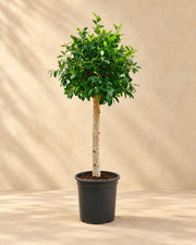Ficus microcarpa 'Nitida' ad alberello, alta 130 cm in vaso di coltivazione da 30 cm