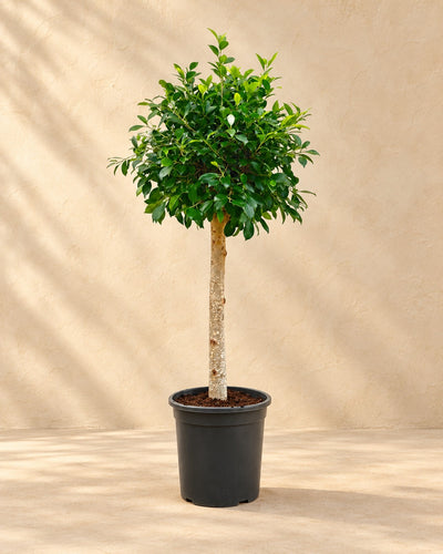 Ficus microcarpa 'Nitida' ad alberello, alta 130 cm in vaso di coltivazione da 30 cm