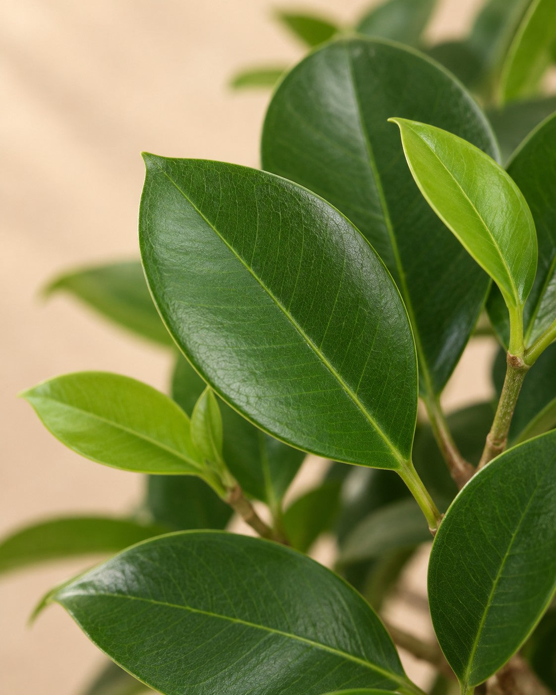 Närbild på bladen hos Ficus 'Moclame' (Ficus microcarpa 'Moclame')