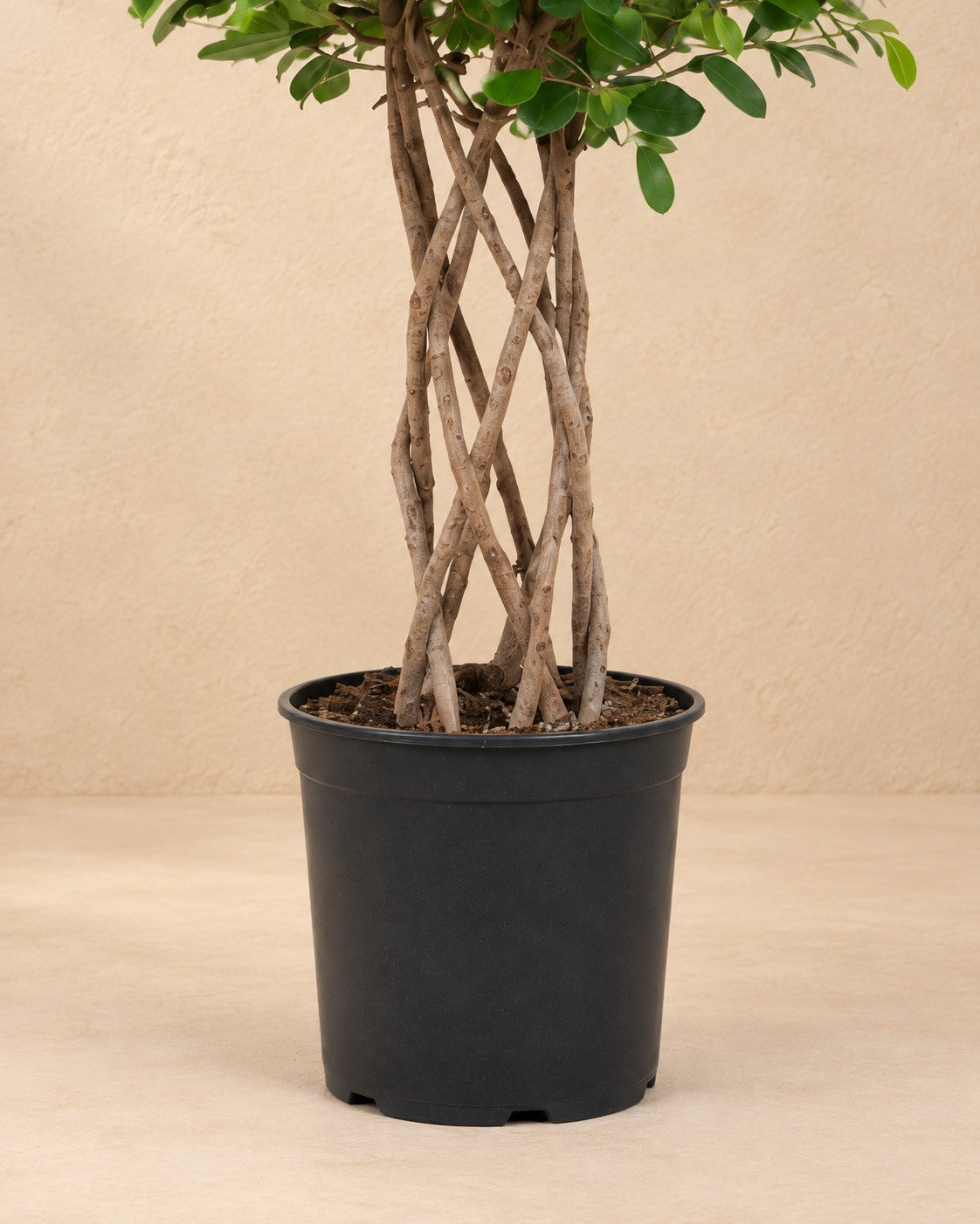 Partie basse de Ficus Moclame (Ficus microcarpa 'Moclame') avec son pot de culture