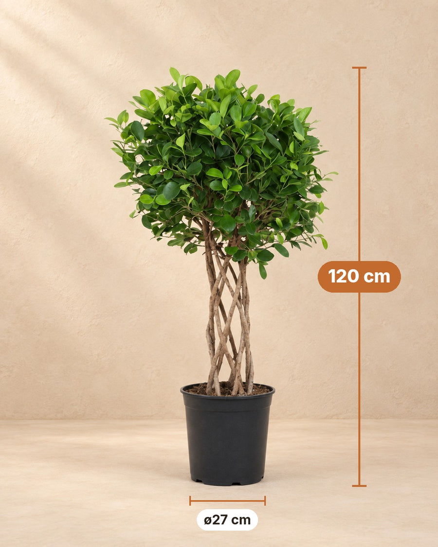Ficus Moclame (ficus) cylindre tressé de 120 cm de haut