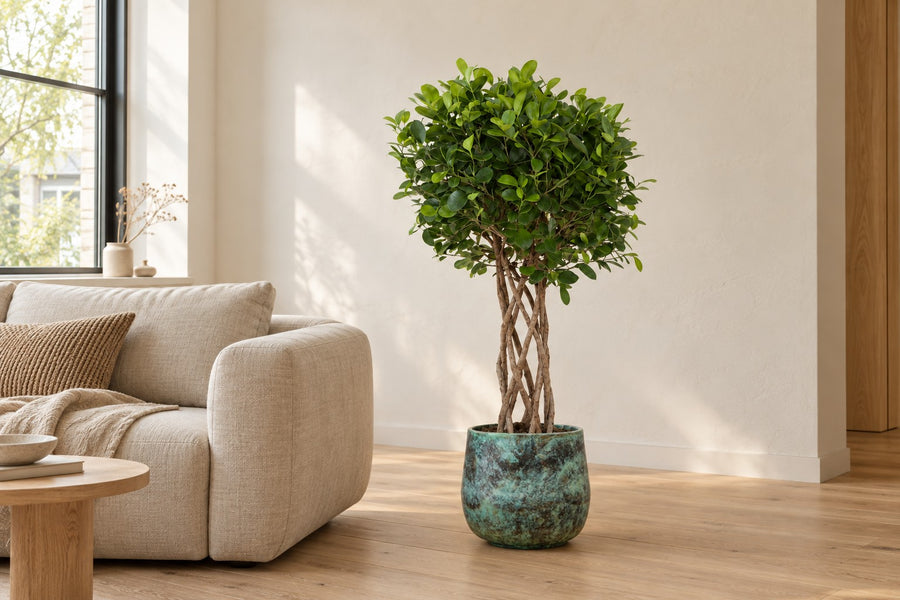 Ficus Moclame (ficus) cylindre tressé de 120 cm de haut
