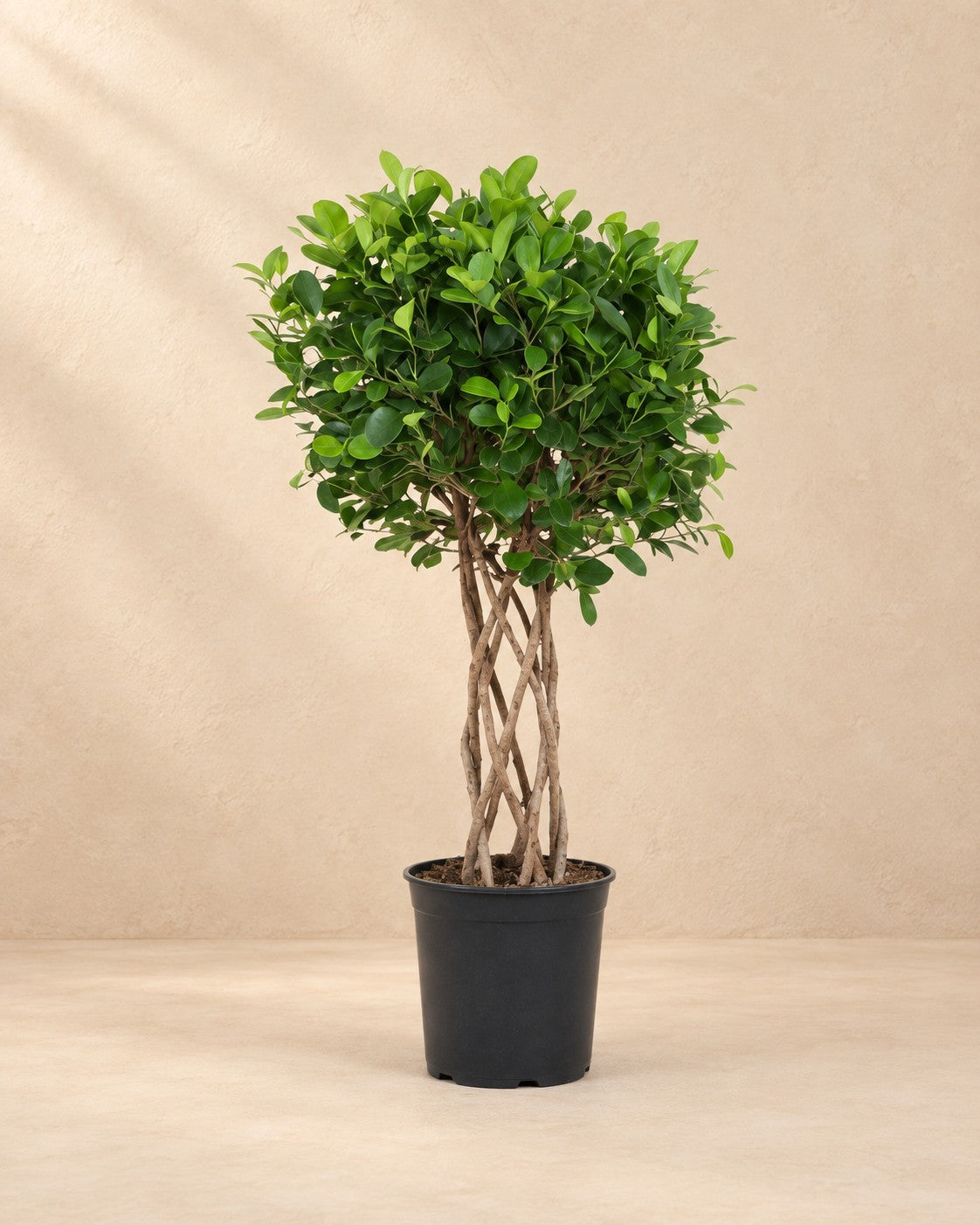 Ficus Moclame (Ficus microcarpa 'Moclame') van 120 cm hoog in kweekpot van 27 cm