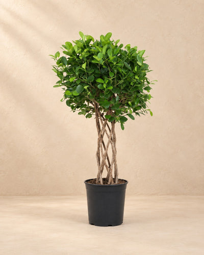 Ficus Moclame (Ficus microcarpa 'Moclame'), 120 cm de haut en pot de culture de 27 cm