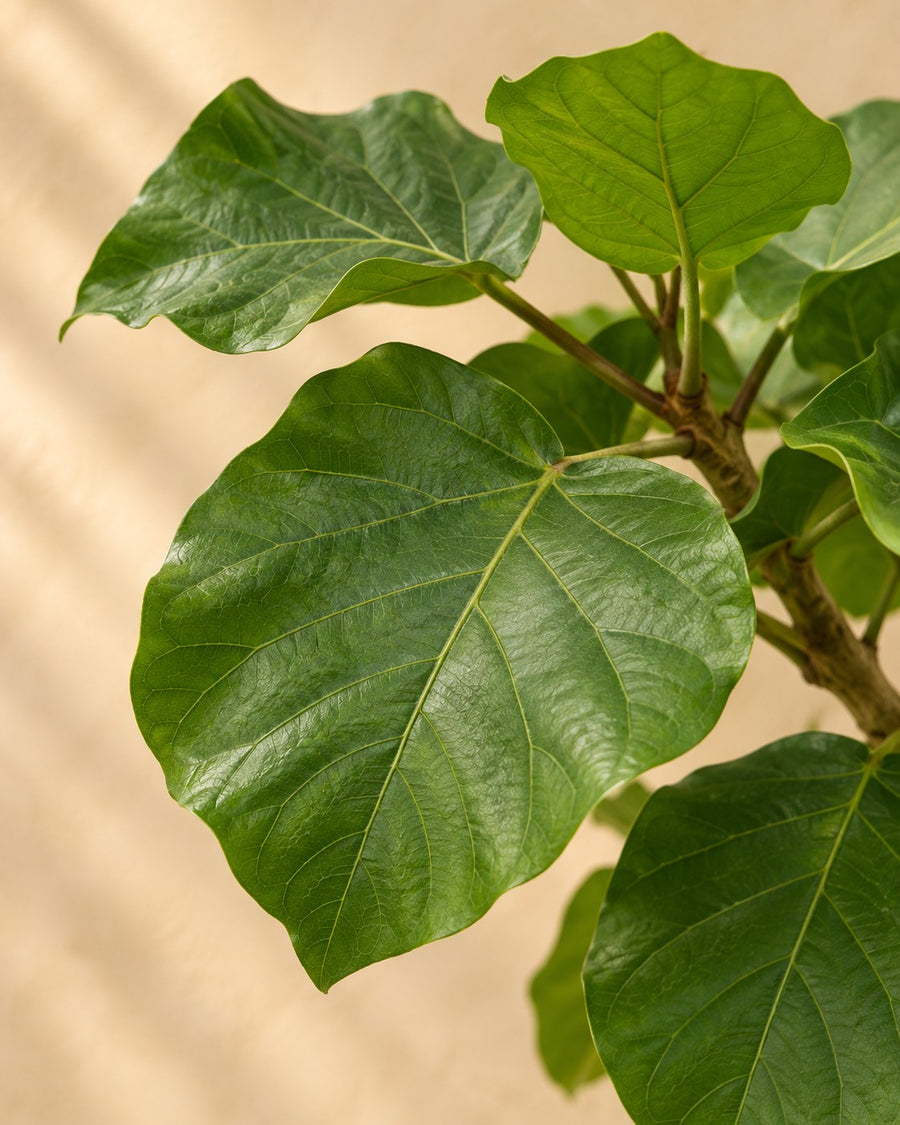 Ficus umbellata på stamme 180 cm høj, potte ø45 cm