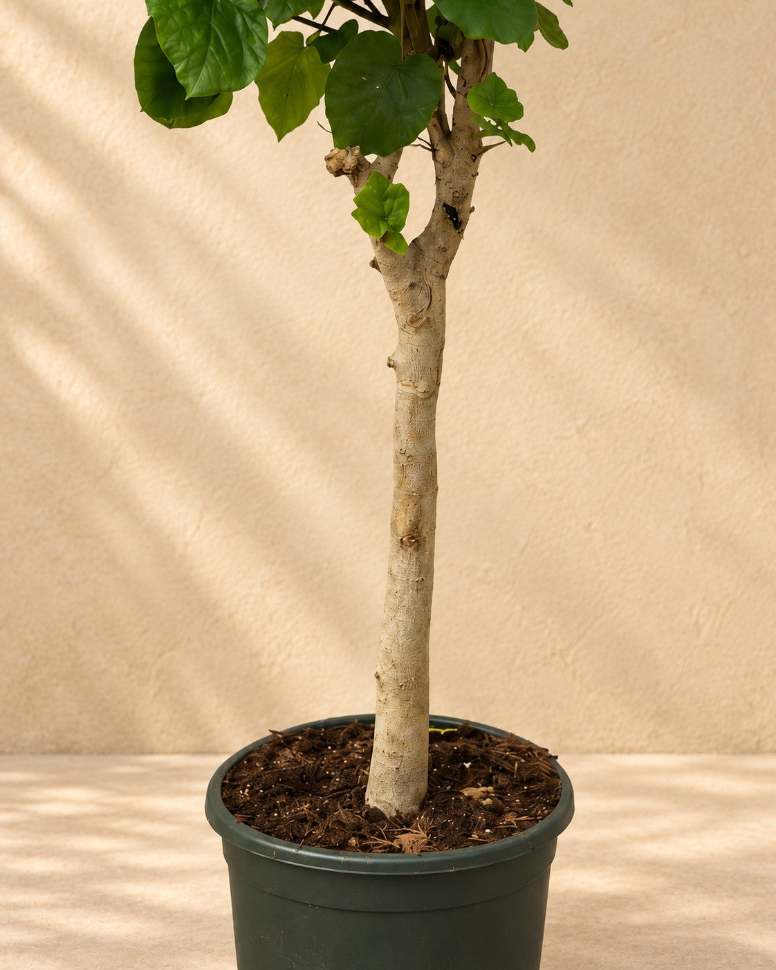 Nederste del af Ficus umbellata på stamme med dyrkningspotten