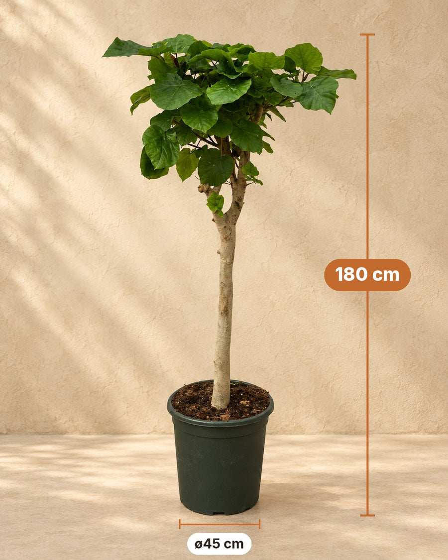 Ficus umbellata på stamme 180 cm høj, potte ø45 cm