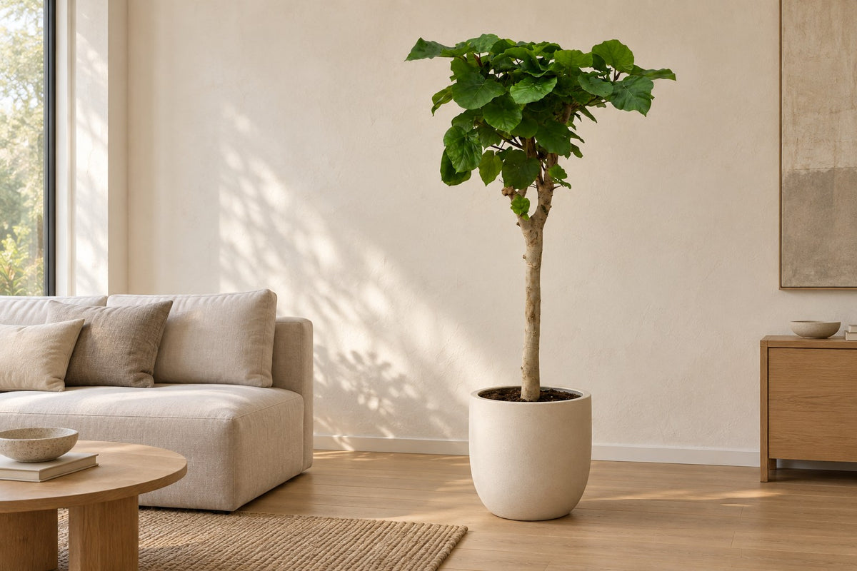 Ficus umbellata på stamme, 180 cm, i a white ceramic planter i en lys stue