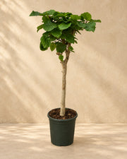 Ficus umbellata på stamme, 180 cm høj i en 45 cm dyrkningspotte