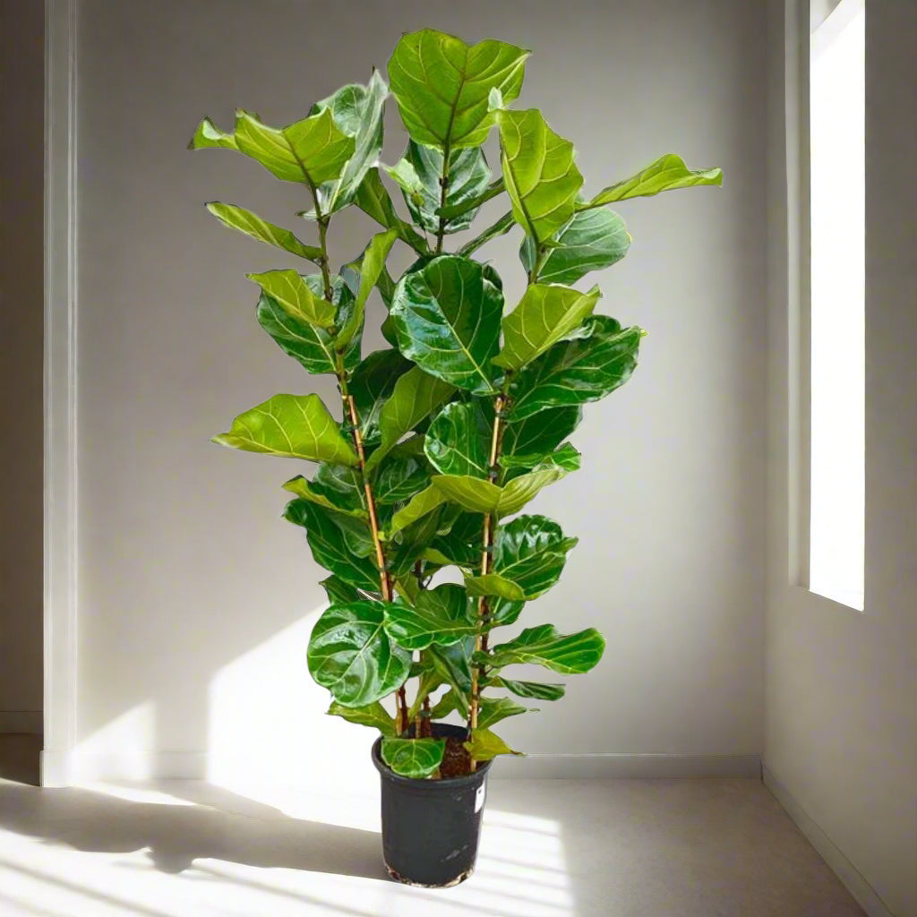 ficus lyrata struik groot