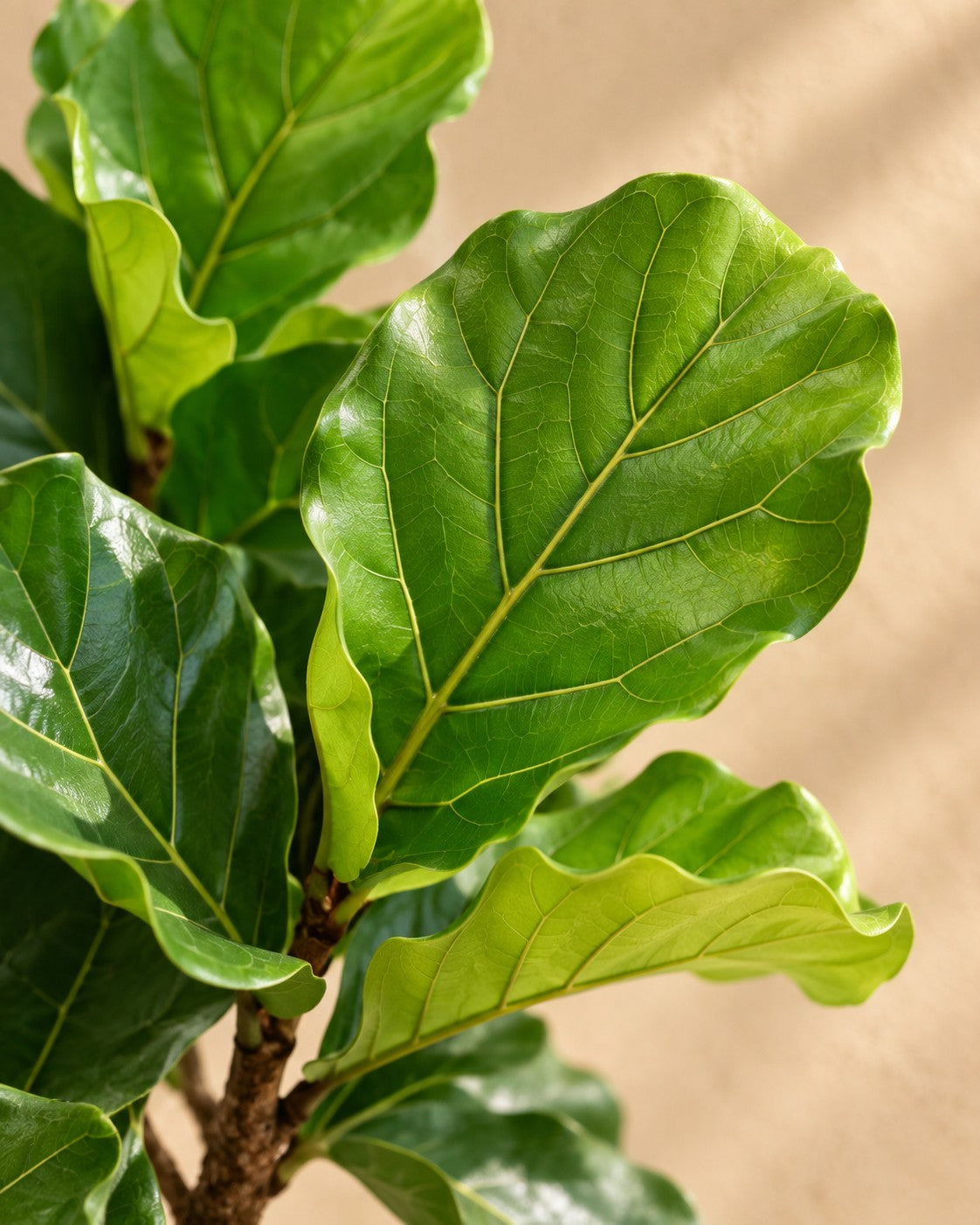 Närbild på bladen hos Fiolfikus (Ficus lyrata)