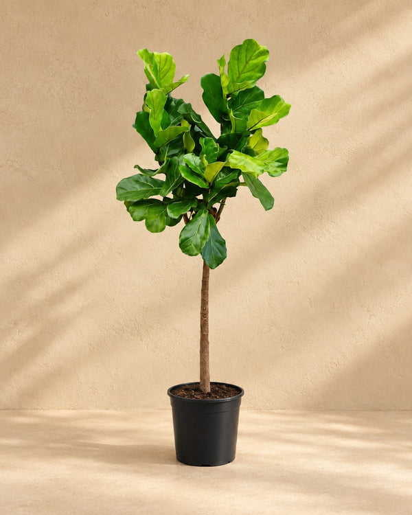Fiolfikus 160 cm - ø27