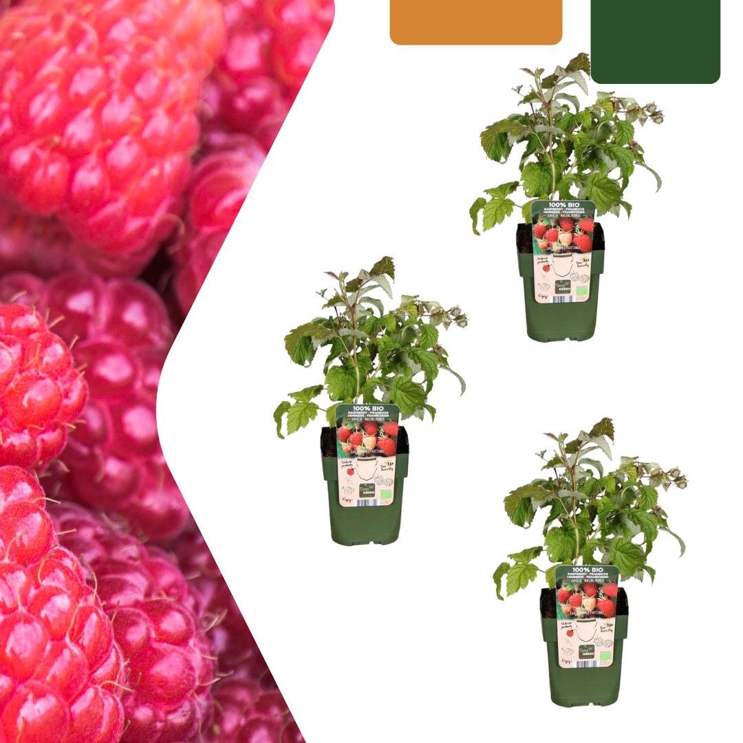 Organic raspberry plant