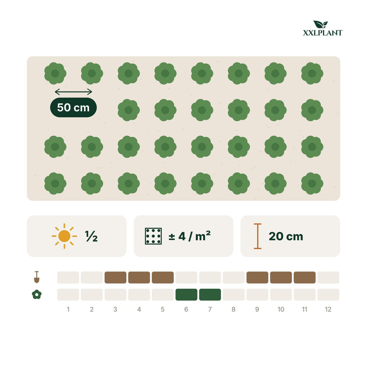 Plantkaart Frambozenplant biologisch: 50 cm uit elkaar, ongeveer 4 per m²