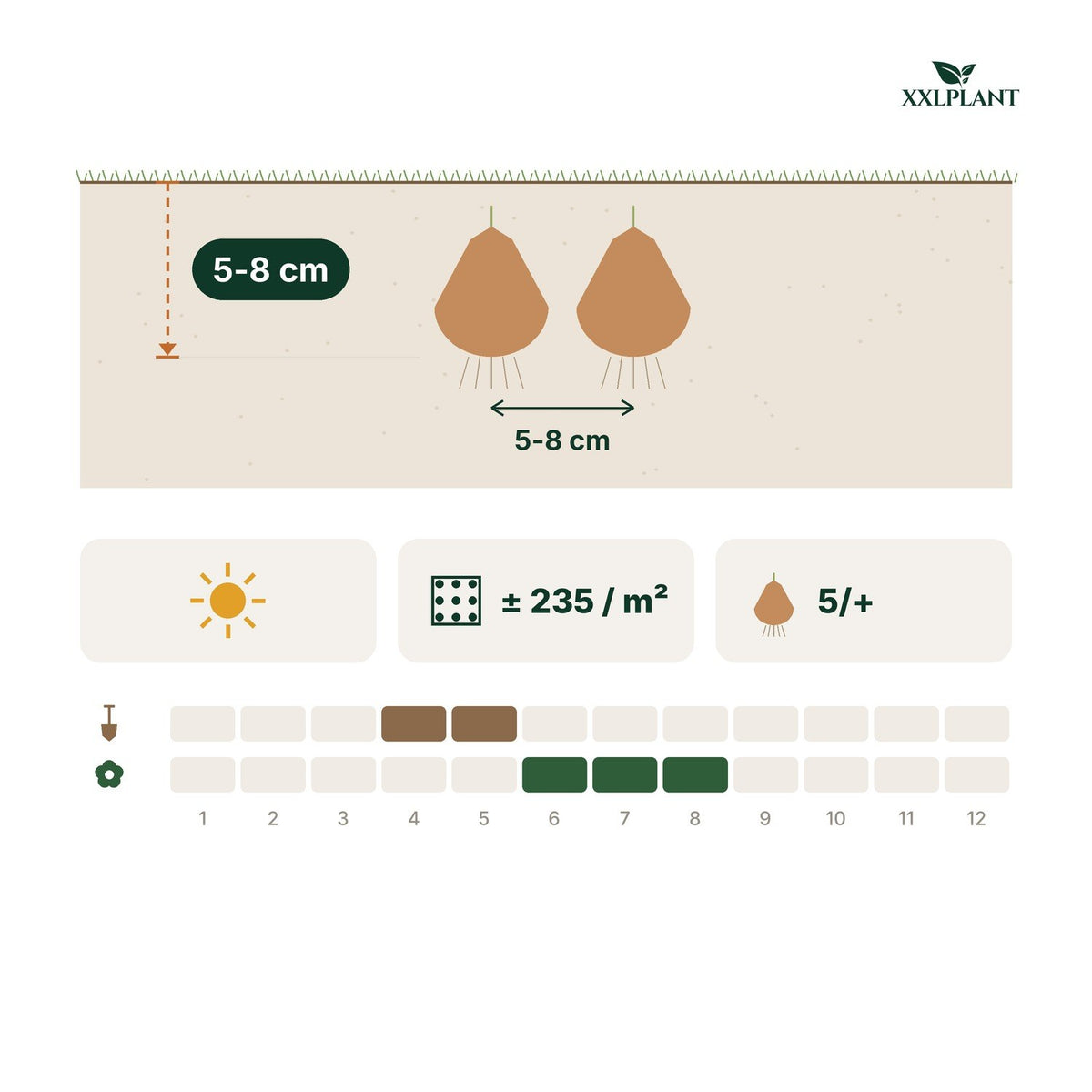 Plantkaart freesiabollen dubbele mix: 5-8 cm diep, 5-8 cm uit elkaar