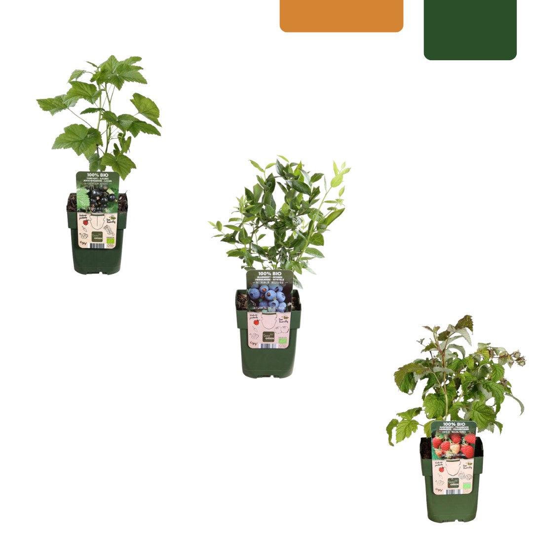 Fruit plant set Fruit Party