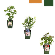 Fruitplanten set Vruchten feestje (3 biologische fruitplanten)